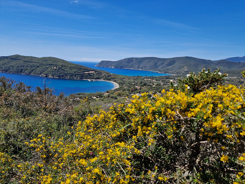 Bucht von Lacona mit bluehenden Ginster