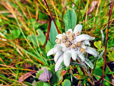 Edelweiß auf der rax