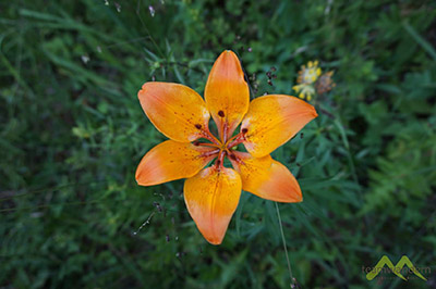 feuerlillie-auf-der-rax